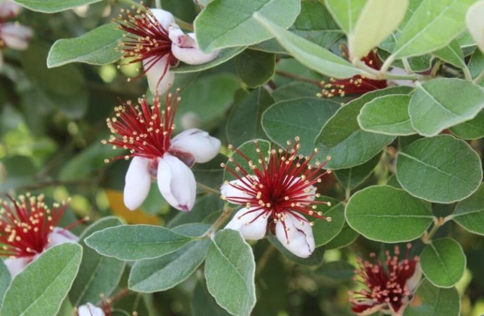 Insectos y hongos: los archienemigos que en octubre acechan tu jardín