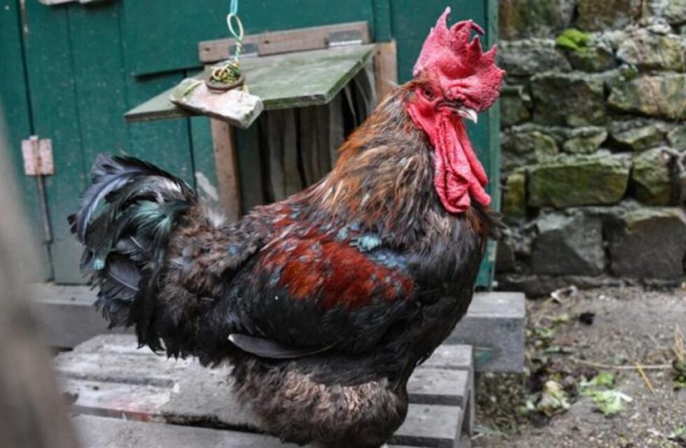 Un gallo francés, a juicio por cantar demasiado temprano