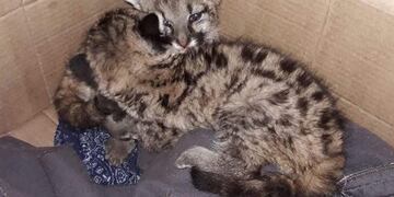 Rescatan a dos pumitas en Chancaní\u002E