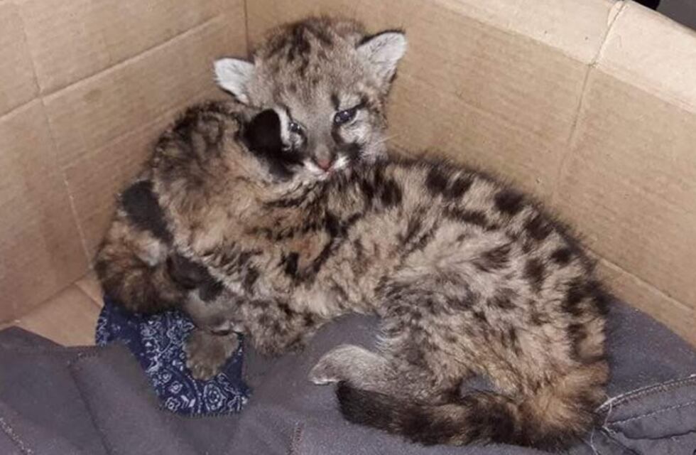 Rescatan a dos pumitas en Chancaní