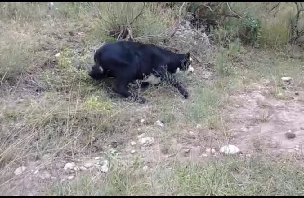 Nuevos casos de animales con rabia en localidades del departamento Santa María