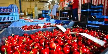 Cerezas a China\u002E