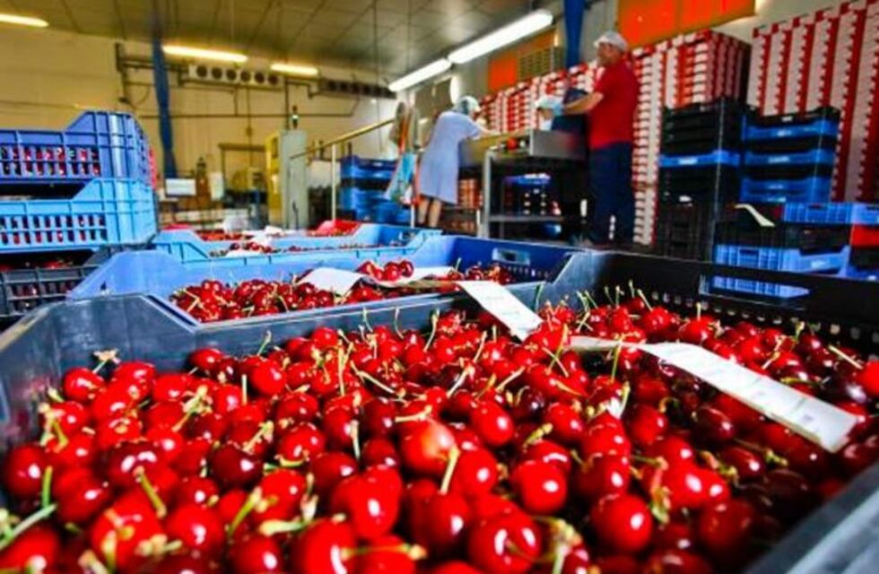 Salió el primer embarque de cerezas nacionales para China