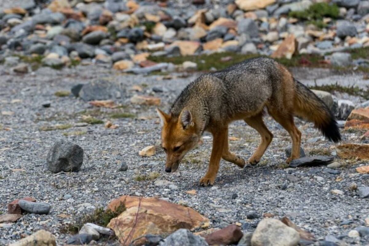 La caza de pumas y zorros favorece la proliferación de los ratones