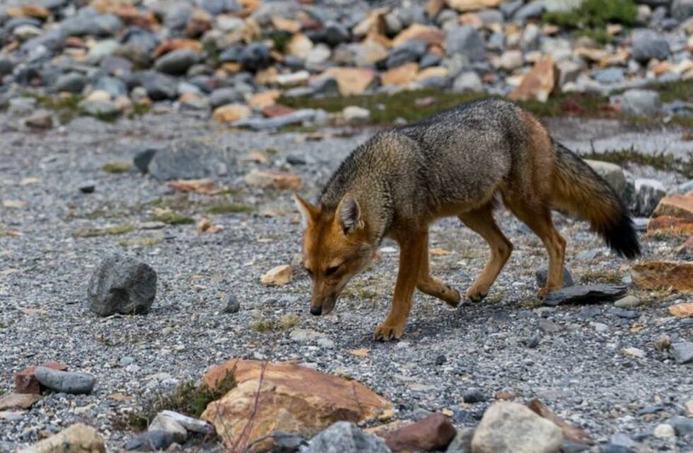 La caza de pumas y zorros favorece la proliferación de los ratones