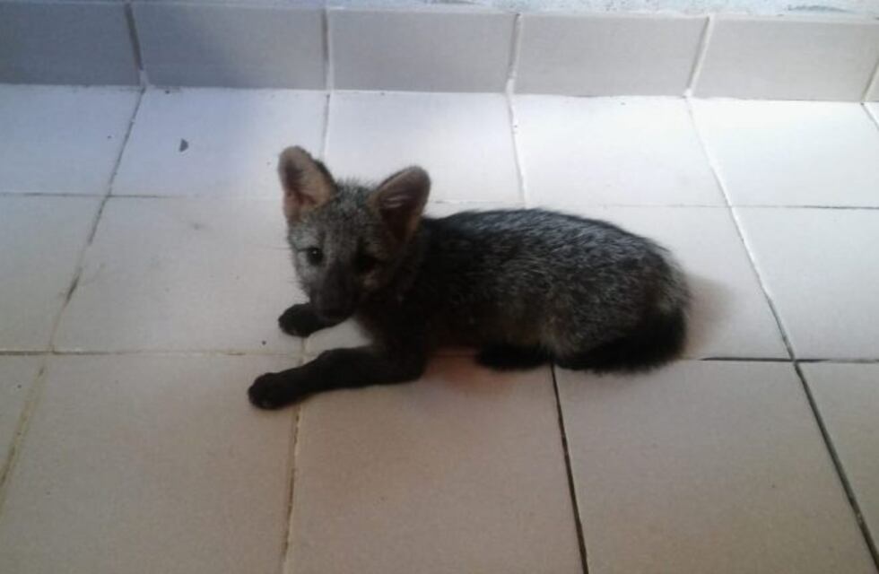 Una familia salteña tenía un zorro como mascota