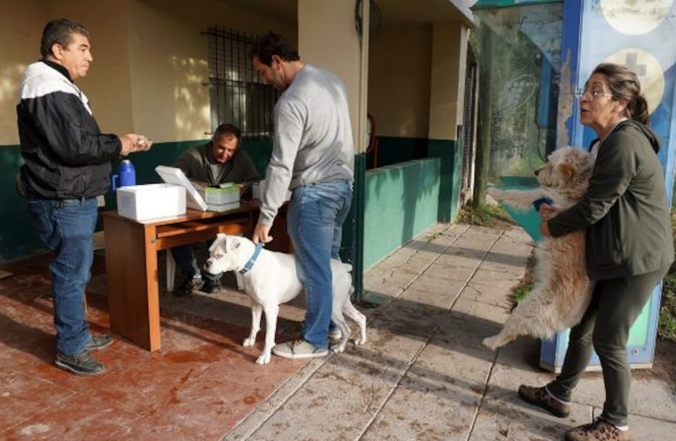 Por el Día del Animal, habrá una jornada de vacunación