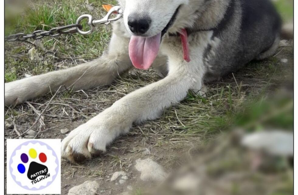 Loba busca "una familia que respete su vida"