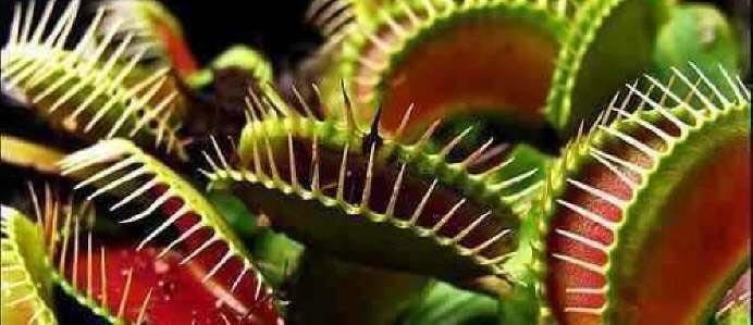 Para prosperar en el hogar, necesita luz intensa, sustrato ácido y agua libre de minerales