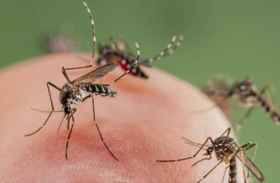 Este lunes comienza el monitoreo aédico de febrero