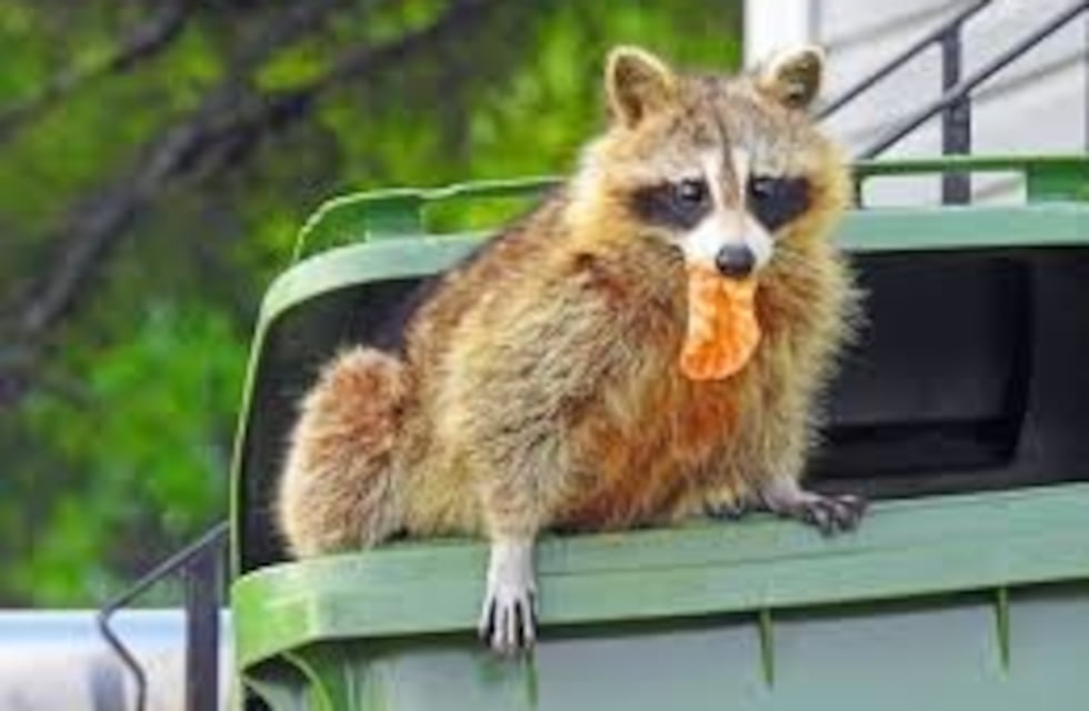 Nueva York en alerta por la aparición de mapaches rabiosos en Manhattan