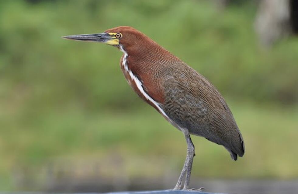 El video de una particular ave que apareció en Olivos y sorprendió a los vecinos
