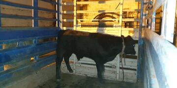 Ternero suelto en avenida Colón\u002E