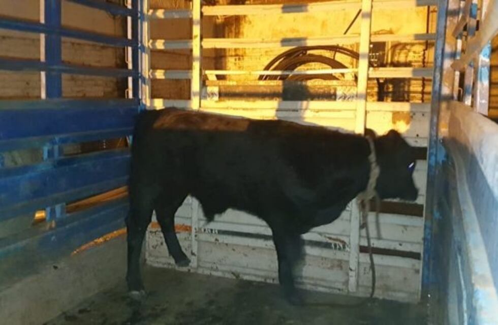 Capturan un ternero que deambulaba en avenida Colón