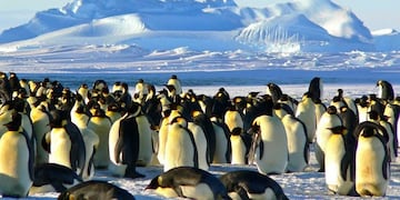 Pingüino Emperador - Antártida\u002E
