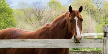 Prisión preventiva por robarse dos caballos