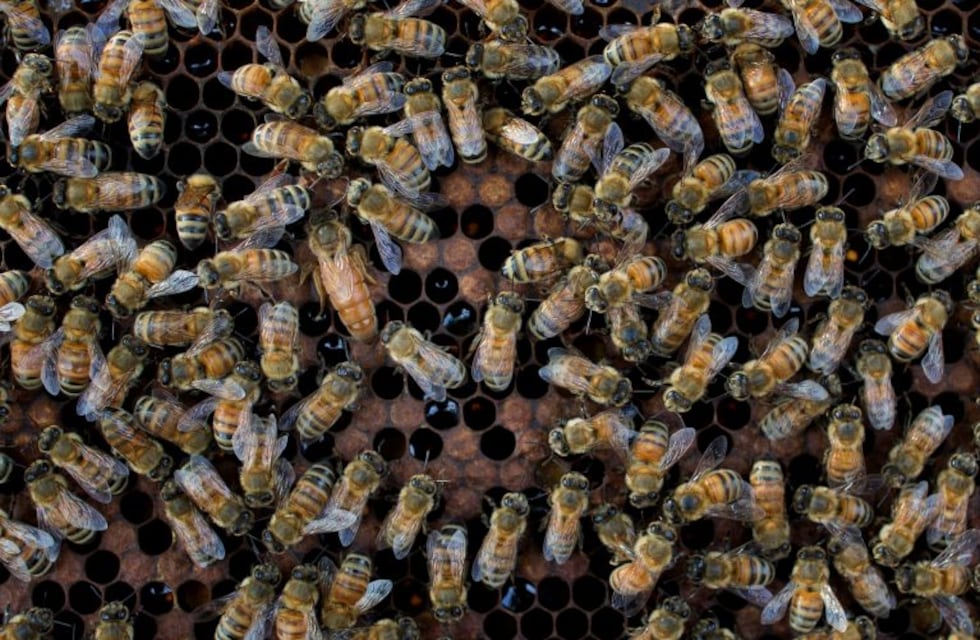 Advierten que se incrementó un 30 por ciento la presencia de abejas y avispas en Rosario