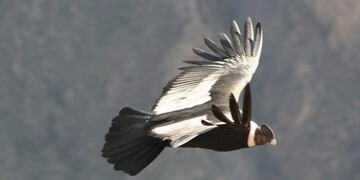 hallazgo de Cóndor\u002E