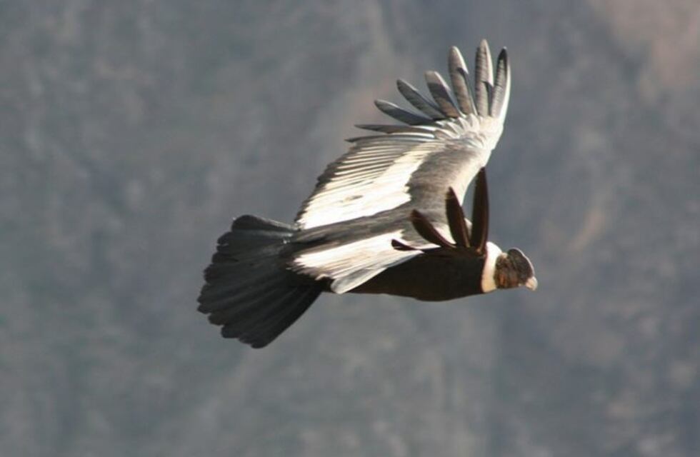 Hallaron restos de una especie de cóndor de hace 30 mil años en Buenos Aires