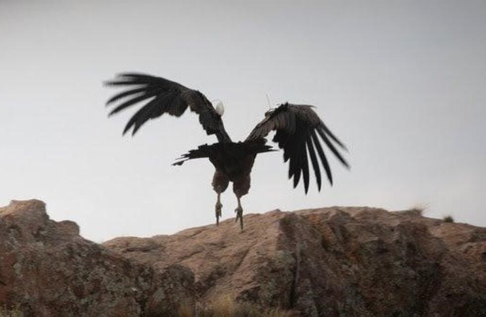 Liberaron a Suyan el tercer pichón de cóndor