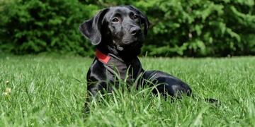 Labrador Retriever\u002E Imagen ilustrativa\u002E