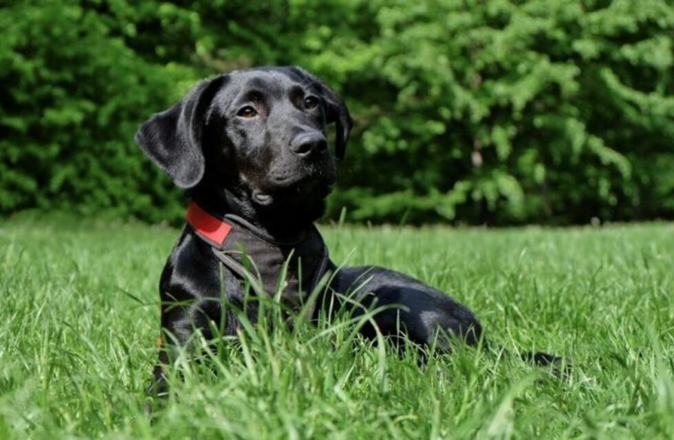 Le robaron su perra y ofrece clases de guitarra y su bicicleta para encontrarla