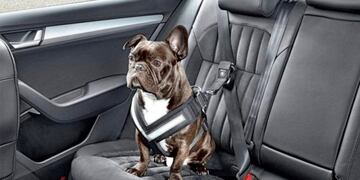 Cuidado de las mascotas para el viaje de vacaciones\u002E