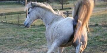 Operaron a un bebé que fue pateado por un caballo