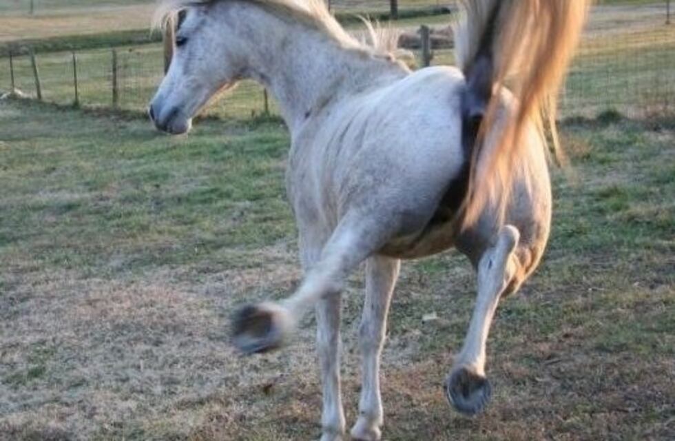 Un bebé golpeado por un caballo fue operado de urgencia