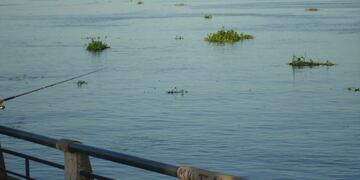 Tras el temporal, los camalotes invadieron el balneario municipal de Paraná\u002E Fotos: El once