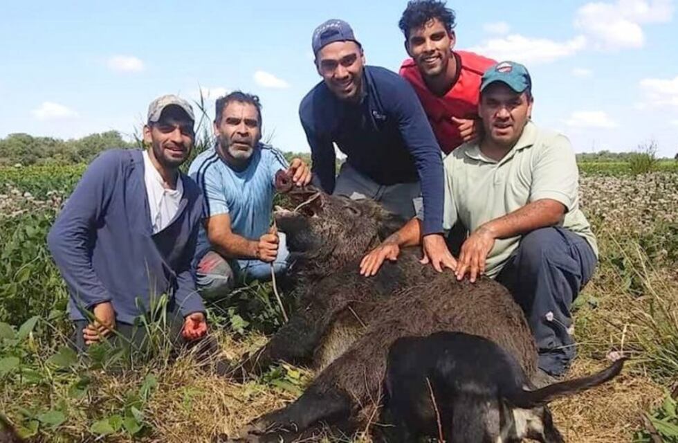 Chocaron contra un jabalí de 200 kg en el norte de Córdoba y salieron a cazarlo