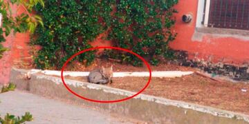 Un zorro durmiendo cerca del centro de General Pico (Infopico)