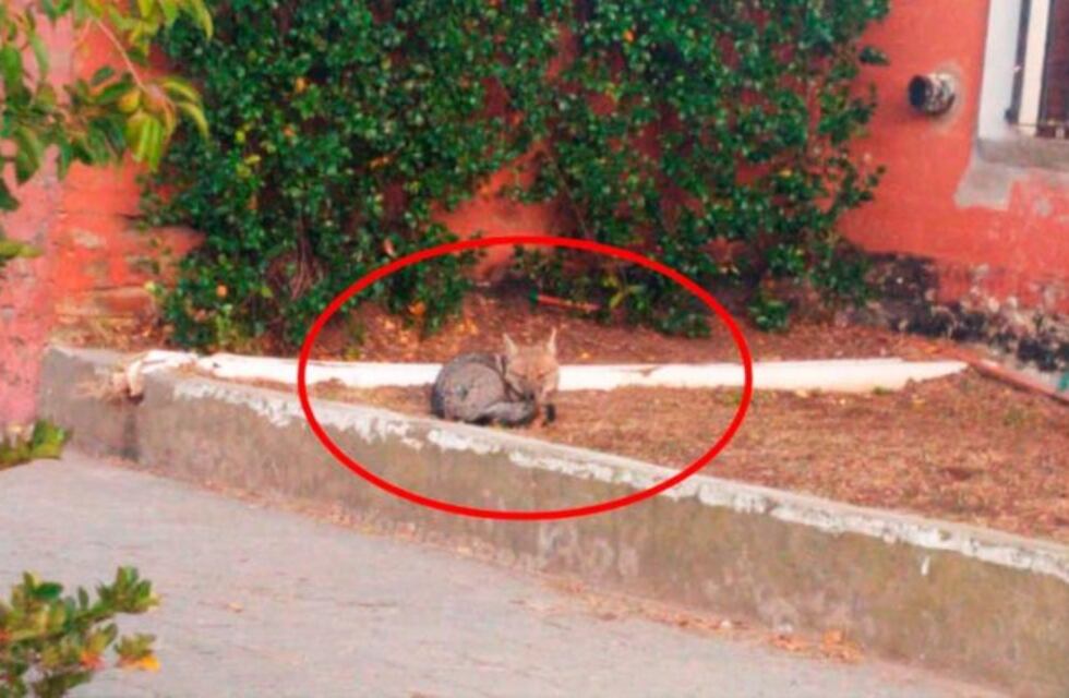 Un zorro dormía en el jardín de una casa en General Pico, a solo 6 cuadras del centro