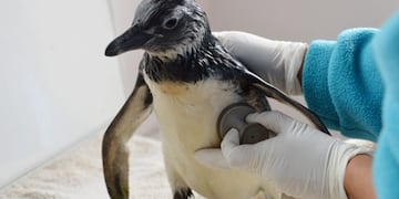 Así fue liberado Pijuí, el pingüino rescatado en una casa de Córdoba, en Santa Rosa de Calamuchita\u002E (Fundación Mundo Marino)