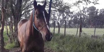 Seis caballos fueron robados\u002E