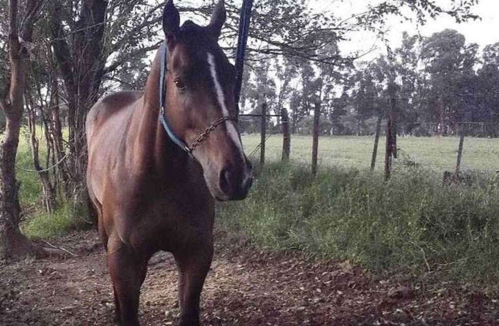 Asaltaron a una familia en Maipú y se llevaron hasta un  caballo