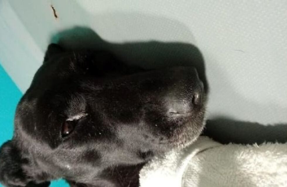 Una perrita despellejada necesita ayuda para su tratamiento