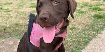 Pero furor en redes\u002E