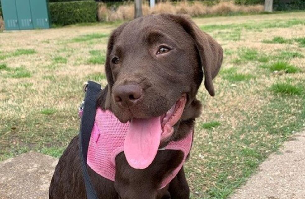 Esta labradora la "rompe" jugando al jenga