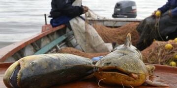 Implementaron un plan piloto de veda extendida en la pesca