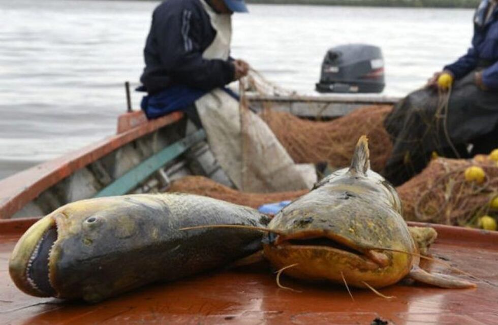 Acordaron un plan piloto de veda extendida en la pesca
