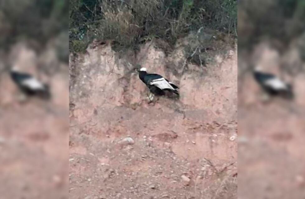 La policía rescató un cóndor herido en Chicoana