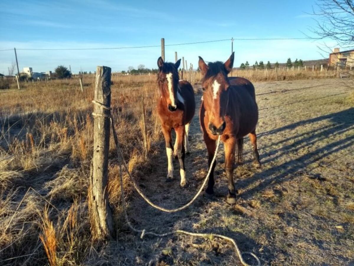Caballos secuestrados en Potrero de Garay\u002E