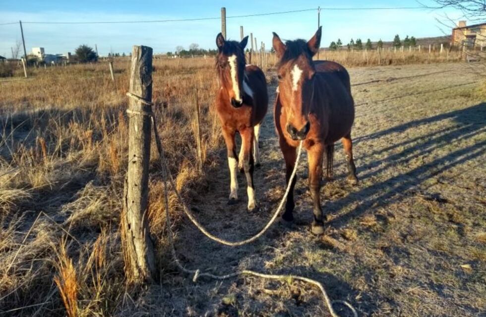 La Policía secuestró varios caballos en Potrero de Garay