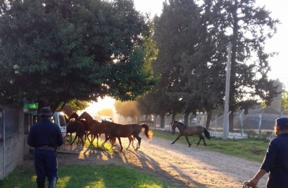 Cabellería secuestró 30 caballos sueltos en Metán
