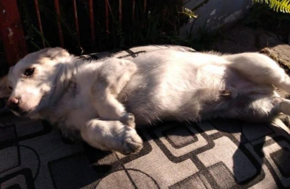 Bomberos realizaron RCP a un perro en medio de un incendio