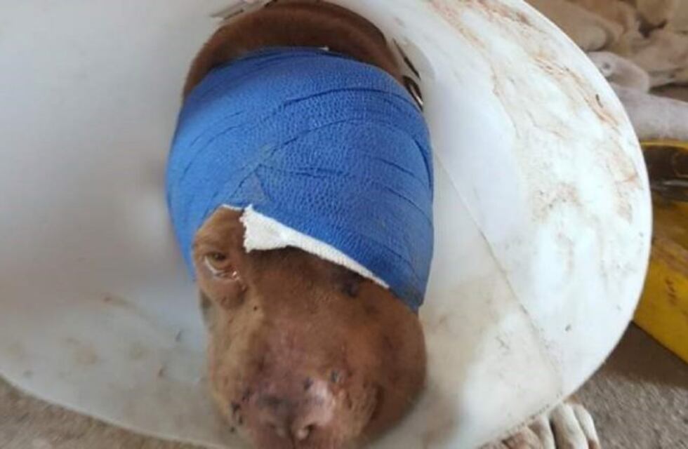 Indignante: encadenó la perra de un vecino a un árbol y la apuñaló tres veces