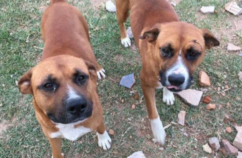 Los porteños le dijeron no a las mascotas en los restaurantes