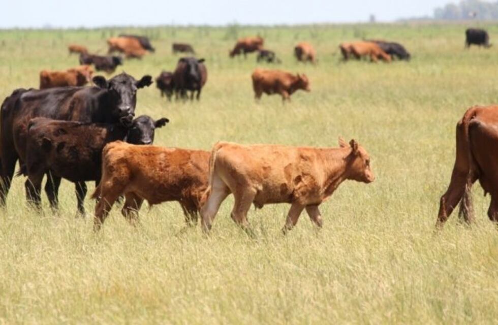 Deán Funes: arrestan a ex policía acusado por robo de ganado