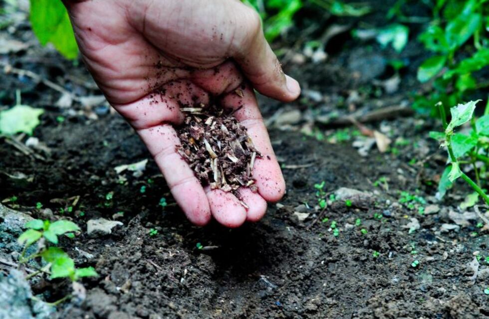 Tips para fertilizar manera natural